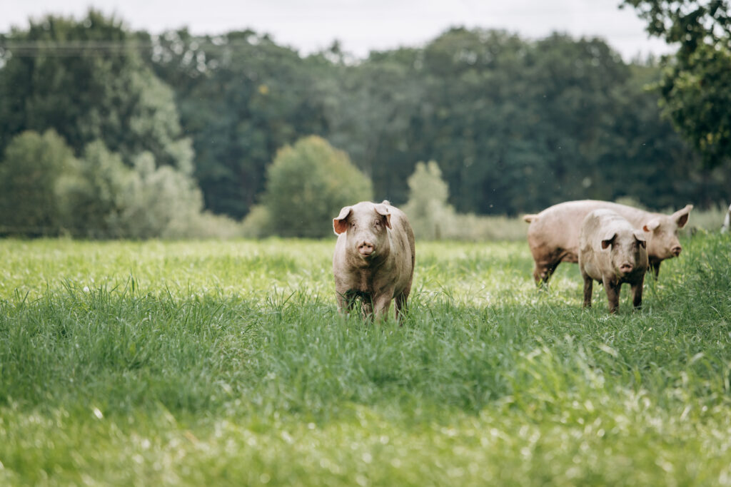 pigs-graze-on-farm-in-countryside-pigs-graze-on-a-W6EKX8L-1024×683