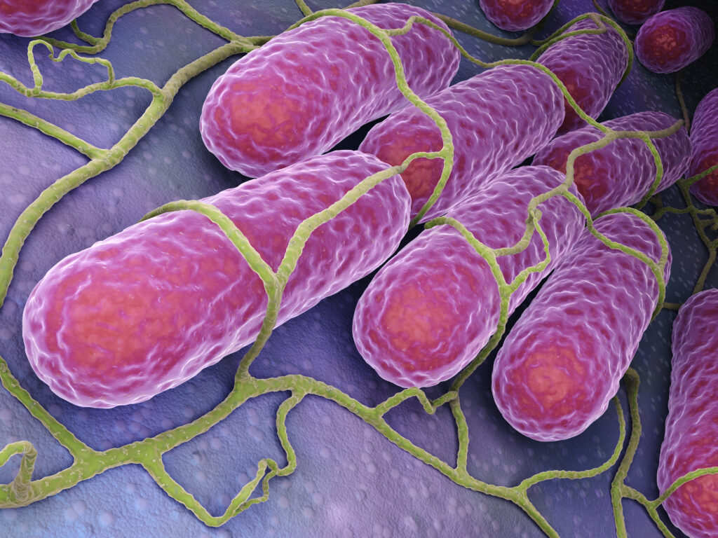culture-of-salmonella-bacteria-PMADATB-1-1024×768