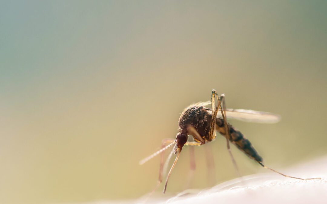 A Primer On Japanese Encephalitis: What It Is & How To Prevent it