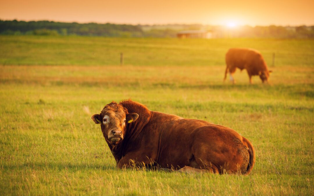 The Impact Foot & Mouth Disease Would Have On Australia