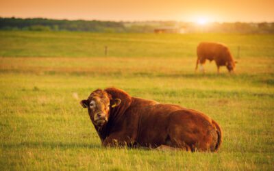 The Impact Foot & Mouth Disease Would Have On Australia