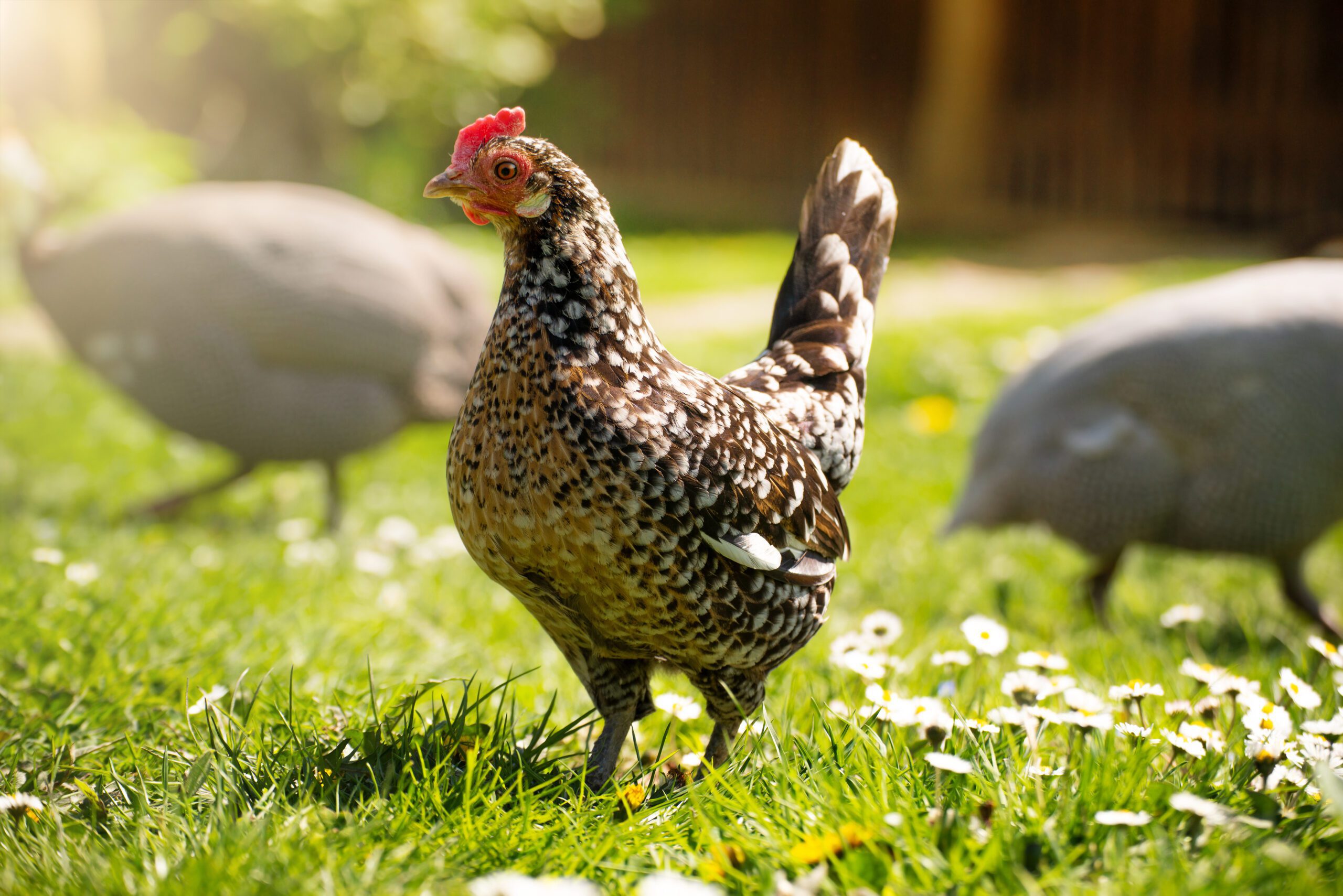 A hen grazing on green backyard grass