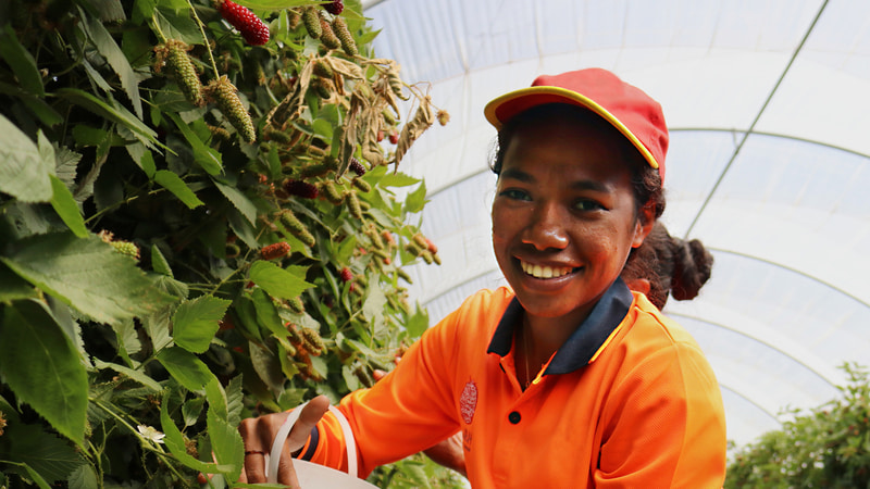 Why Was The PALM Program Created?