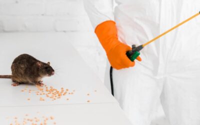 How To Prevent Pest Infestations In Food Processing Facilities